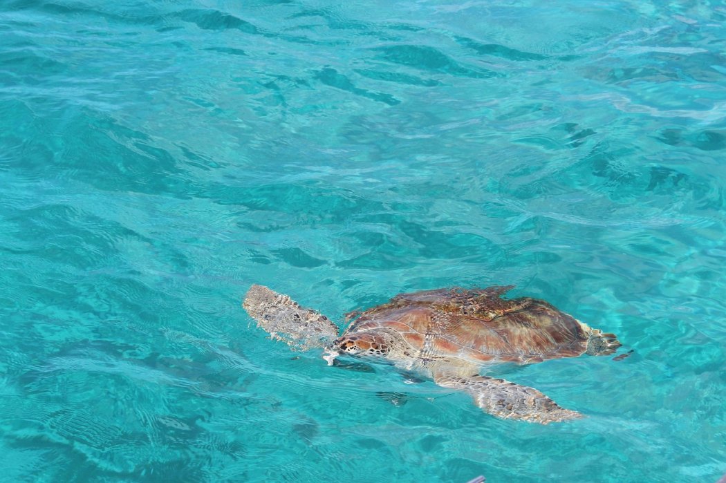 Caribbean Cruise